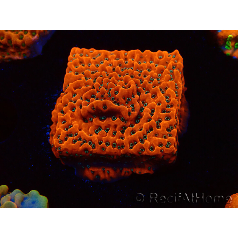 WYSIWYG WWC Montipora Dragon Fruit 11E6