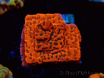 WYSIWYG WWC Montipora Dragon Fruit 11E7