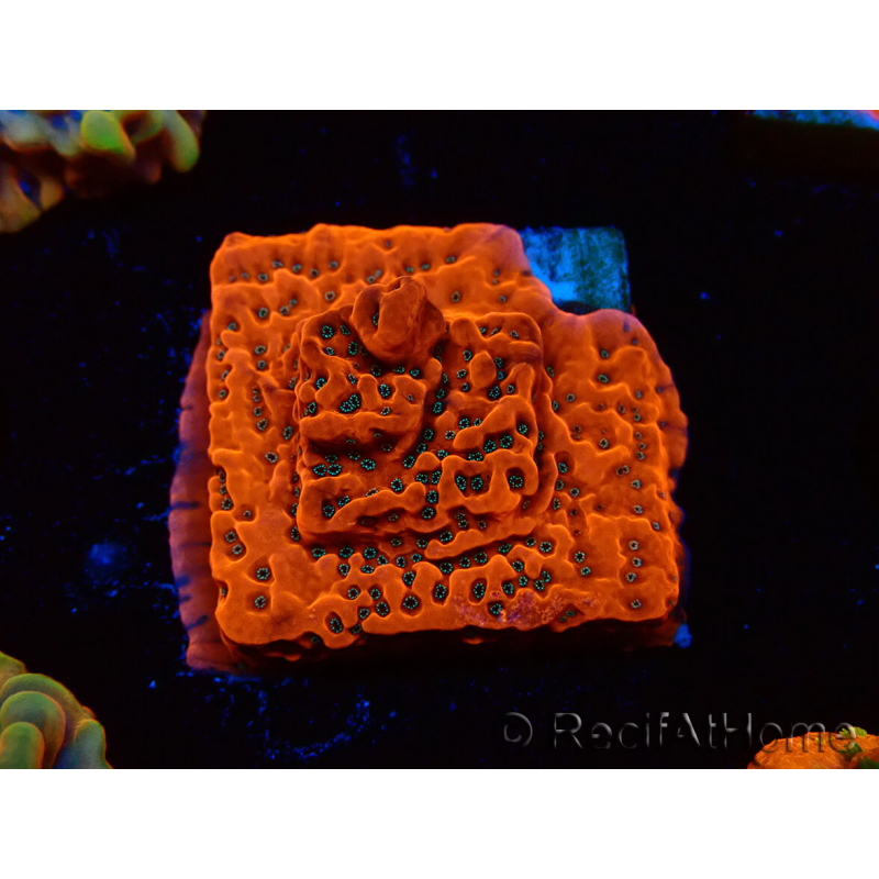 WYSIWYG WWC Montipora Dragon Fruit