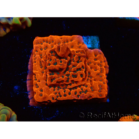 WYSIWYG WWC Montipora Dragon Fruit