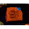 WYSIWYG WWC Montipora Dragon Fruit