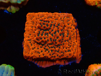 WYSIWYG WWC Montipora Dragon Fruit