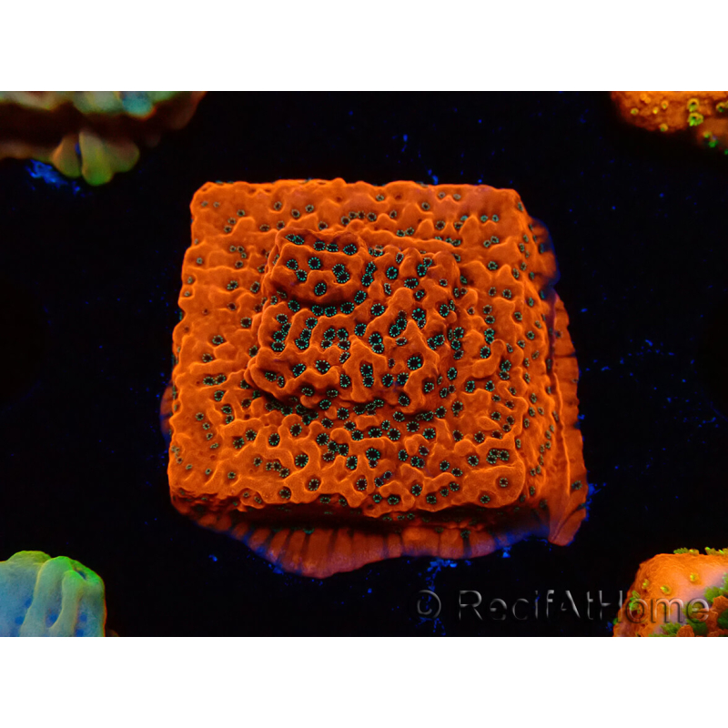 WYSIWYG WWC Montipora Dragon Fruit 11E8