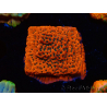 WYSIWYG WWC Montipora Dragon Fruit 11E8