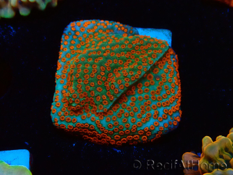 WYSIWYG RAH Montipora Reverse Sunset