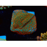 WYSIWYG RAH Montipora Reverse Sunset