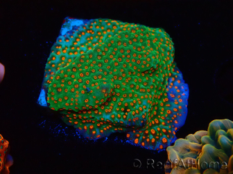WYSIWYG RAH Montipora Reverse Sunset 11F2