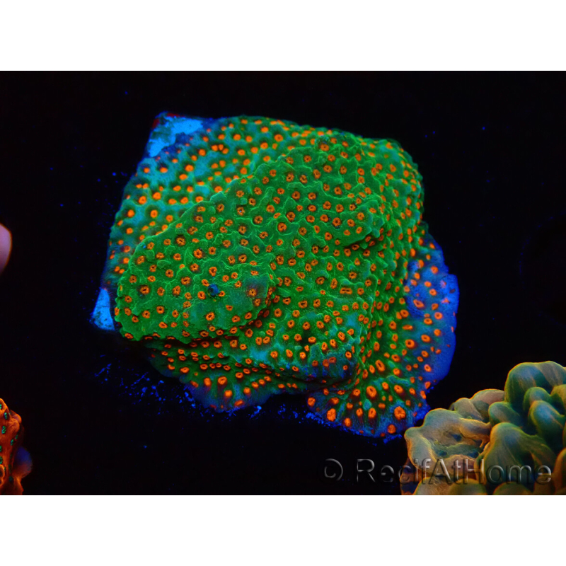 WYSIWYG RAH Montipora Reverse Sunset 11F2