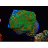 WYSIWYG RAH Montipora Reverse Sunset