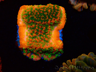 WYSIWYG Montipora Sunset