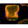 WYSIWYG Montipora Sunset