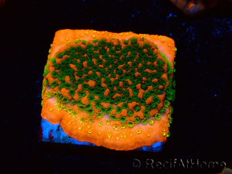 WYSIWYG Montipora Sunset 11F6