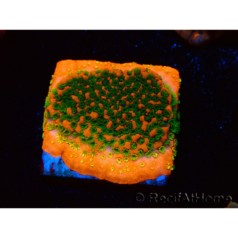 WYSIWYG Montipora Sunset