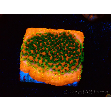 WYSIWYG Montipora Sunset