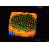 WYSIWYG Montipora Sunset