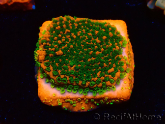 WYSIWYG Montipora Sunset 11F7