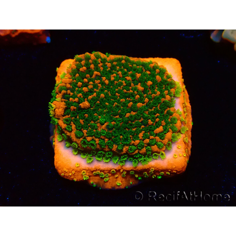WYSIWYG Montipora Sunset