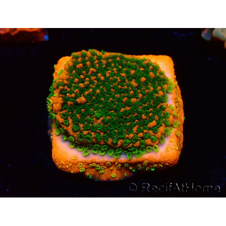 WYSIWYG Montipora Sunset