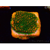 WYSIWYG Montipora Sonnenuntergang