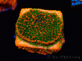 WYSIWYG Montipora Sunset 11F8