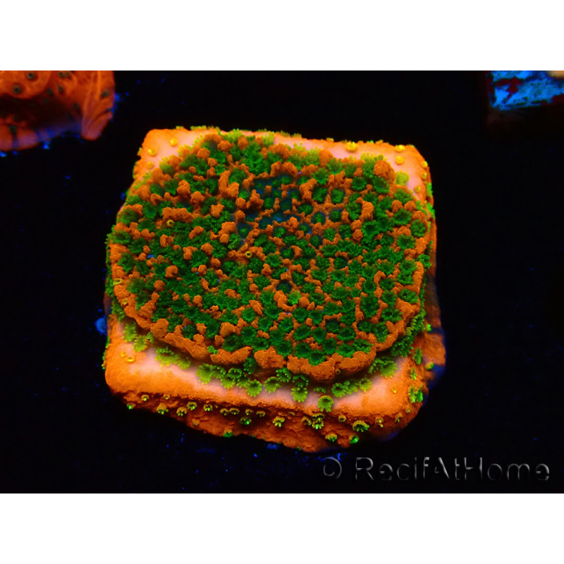 WYSIWYG Montipora Sunset