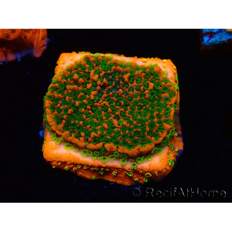 WYSIWYG Montipora Sunset