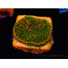 WYSIWYG Montipora Sunset