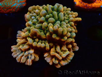 WYSIWYG JF Montipora Brain Freeze