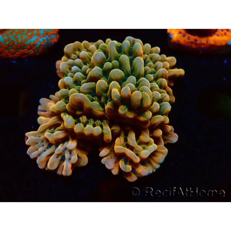 WYSIWYG JF Montipora Brain Freeze 11G1