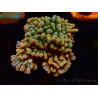 WYSIWYG JF Montipora Brain Freeze