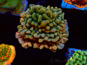 WYSIWYG JF Montipora Brain Freeze 11G2