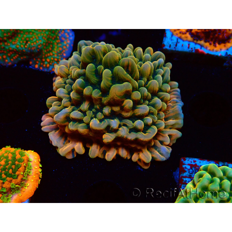 WYSIWYG JF Montipora Brain Freeze