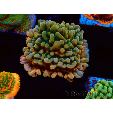 WYSIWYG JF Montipora Brain Freeze 11G2