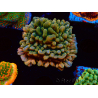 WYSIWYG JF Montipora Brain Freeze 11G2