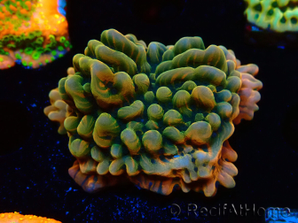 WYSIWYG JF Montipora Brain Freeze