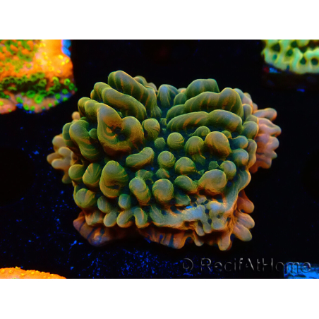 WYSIWYG JF Montipora Brain Freeze 11G3