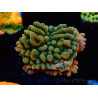 WYSIWYG JF Montipora Brain Freeze