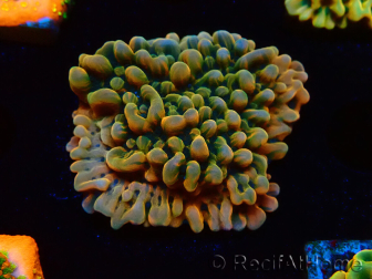 WYSIWYG JF Montipora Brain Freeze 11G4