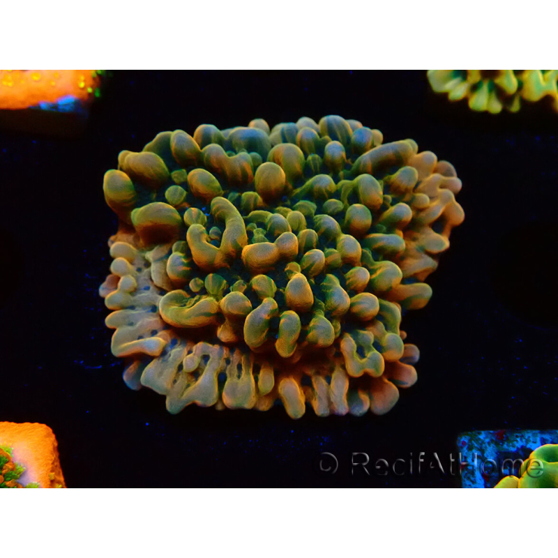 WYSIWYG JF Montipora Brain Freeze