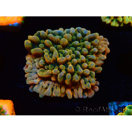 WYSIWYG JF Montipora Brain Freeze