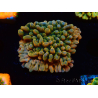 WYSIWYG JF Montipora Brain Freeze