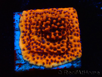 WYSIWYG RAH Montipora Mystic Sunset