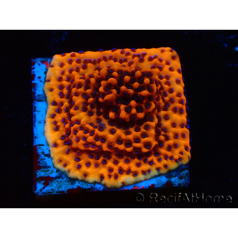 WYSIWYG RAH Montipora Mystic Sunset
