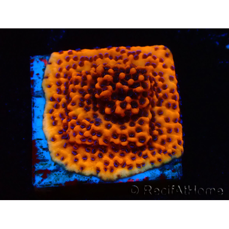 WYSIWYG RAH Montipora Mystic Sunset