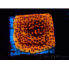 WYSIWYG RAH Montipora Mystic Sunset 11G5