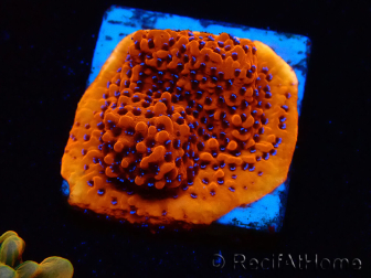 WYSIWYG RAH Montipora Mystic Sunset 11G6