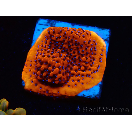 WYSIWYG RAH Montipora Mystic Sunset 11G6