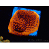 WYSIWYG RAH Montipora Mystic Sunset