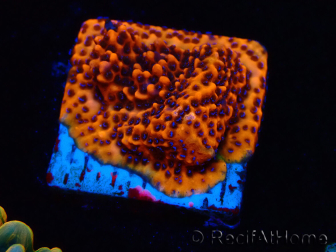 WYSIWYG RAH Montipora Mystic Sunset