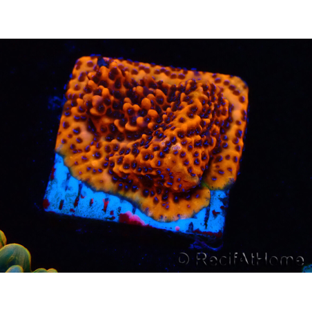 WYSIWYG RAH Montipora Mystic Sunset